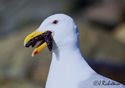 Larus glaucescens